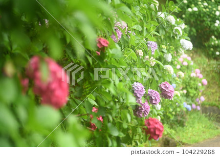 Hydrangea flowers 104229288