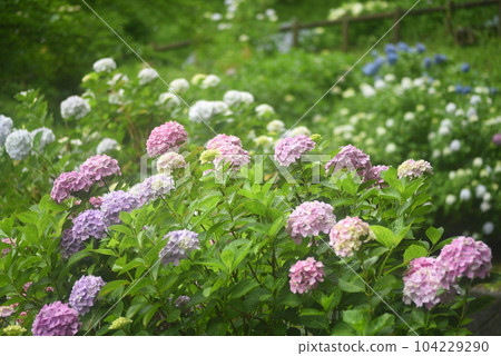 Hydrangea flowers 104229290