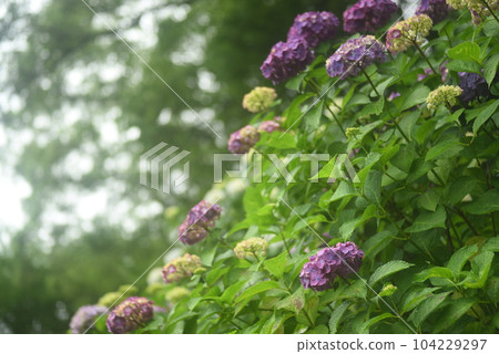 Hydrangea flowers 104229297