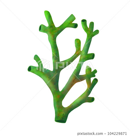 Coral 7 Coral 7 104229871