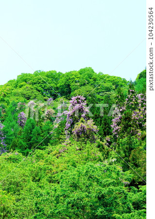 Mountain village wisteria, Shinshu wisteria, colored paper interwoven with flowers and plants Mountain village wisteria, Shinshu wisteria, colored paper interwoven with flowers and plants 104230564