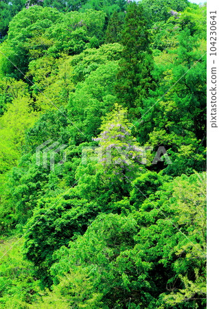 Mountain village wisteria, Shinshu wisteria, colored paper interwoven with flowers and plants 104230641