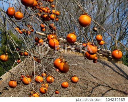 Kyoto Sagano Rakushisha persimmon fruit Kyoto Sagano Rakushisha persimmon fruit 104230685