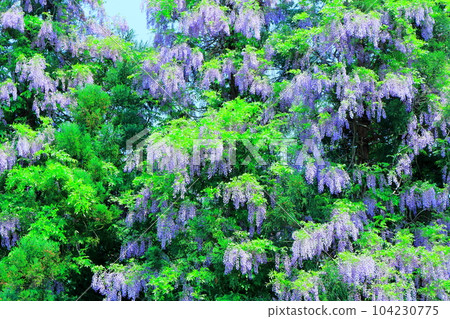 Mountain village wisteria, Shinshu wisteria, colored paper interwoven with flowers and plants Mountain village wisteria, Shinshu wisteria, colored paper interwoven with flowers and plants 104230775