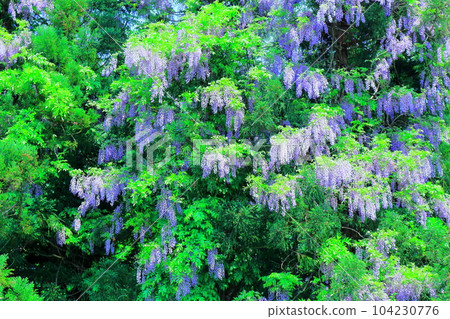 Mountain village wisteria, Shinshu wisteria, colored paper interwoven with flowers and plants Mountain village wisteria, Shinshu wisteria, colored paper interwoven with flowers and plants 104230776