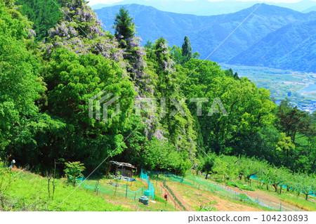 Mountain village wisteria, Shinshu wisteria, colored paper interwoven with flowers and plants 104230893