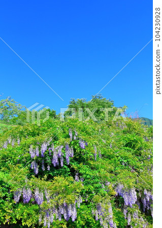 Mountain village wisteria, Shinshu wisteria, colored paper interwoven with flowers and plants Mountain village wisteria, Shinshu wisteria, colored paper interwoven with flowers and plants 104230928