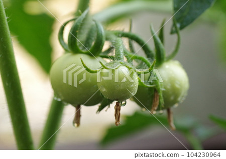 栽培中的中等番茄果實 104230964