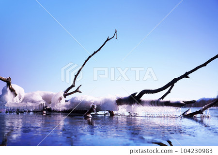 Lake Kussharo in winter Splashing ice sticking to fallen branches Hokkaido Lake Kussharo in winter Splashing ice sticking to fallen branches Hokkaido 104230983