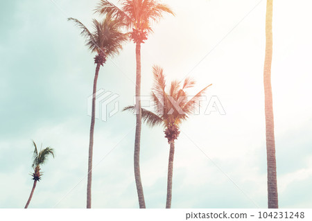 Tropical palm coconut trees on sunset sky flare. 104231248