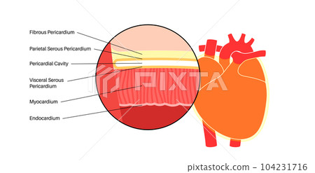 Heart wall anatomy 104231716