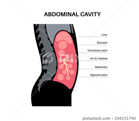 Abdominal cavity anatomy Abdominal cavity anatomy 104231740