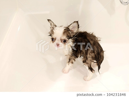 Chihuahua Puppy Chihuahua Puppy 104231846