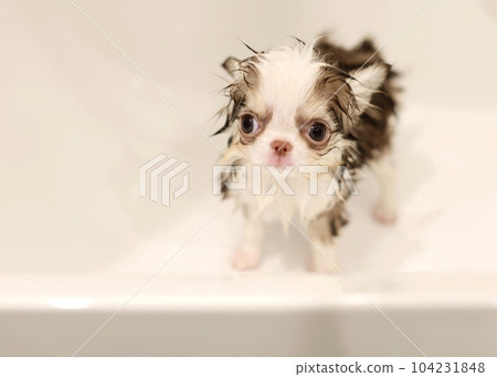 奇瓦瓦小狗 104231848