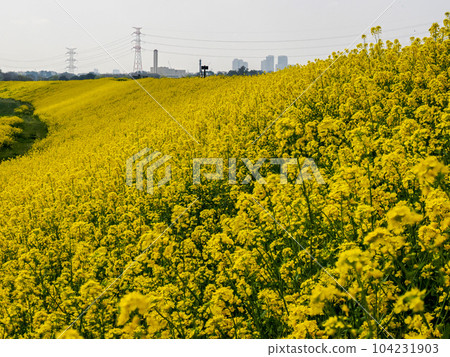 Spring has come to the embankments of the Tone and Kinu rivers, and the rape blossoms are in full bloom. Spring has come to the embankments of the Tone and Kinu rivers, and the rape blossoms are in full bloom. 104231903