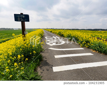 Spring has come to the embankments of the Tone and Kinu rivers, and the rape blossoms are in full bloom. 104231905