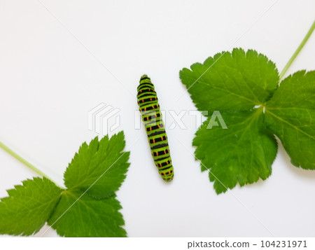 Swallowtail butterfly Swallowtail butterfly Swallowtail butterfly butterfly larvae Swallowtail butterfly Swallowtail butterfly Swallowtail butterfly butterfly larvae 104231971
