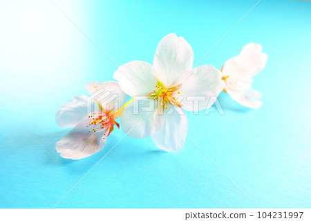 Cherry blossoms in full bloom, cherry blossoms, cherry blossoms, cherry blossoms, petals, someiyoshino Cherry blossoms in full bloom, cherry blossoms, cherry blossoms, cherry blossoms, petals, someiyoshino 104231997