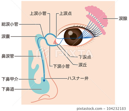 眼淚的流動 眼淚的機制 眼淚的流動 眼淚的機制 104232183