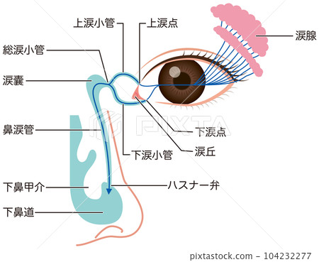 眼淚的流動 眼淚的機制-插圖素材 [104232277] - PIXTA圖庫