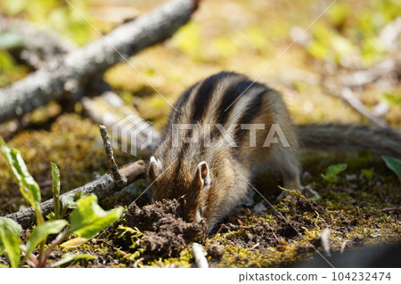 A cute chipmunk with a rich expression 104232474