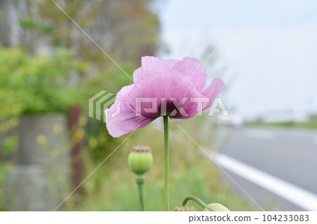 野生 Atsumigerm 花（Setigerum 種） 104233083