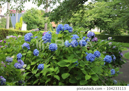 Blue and purple hydrangea flowers blooming in the park in early summer Blue and purple hydrangea flowers blooming in the park in early summer 104233113