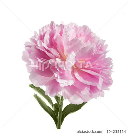 Pink peony flower isolated on white background 104233134