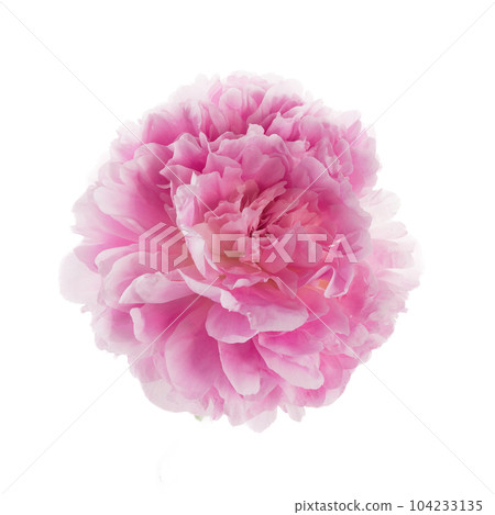 Pink peony flower isolated on white background Pink peony flower isolated on white background 104233135
