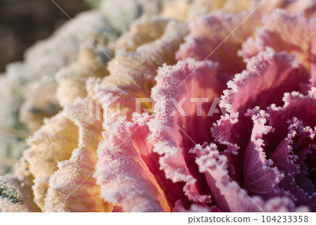 Ornamental decorative cabbage covered with a morning frost 104233358