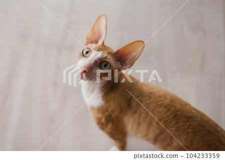 Cute ginger cat cornish rex sits on the floor and looks up carefully 104233359