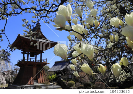 高崎市慈願寺鐘樓、白玉蘭和垂枝櫻花 104233625
