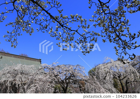 高崎市慈源寺的志達櫻和白玉蘭 104233626