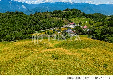 Daylily flower farm at Chike Mountain in yuli township, Hualien, Taiwan Daylily flower farm at Chike Mountain in yuli township, Hualien, Taiwan 104234425