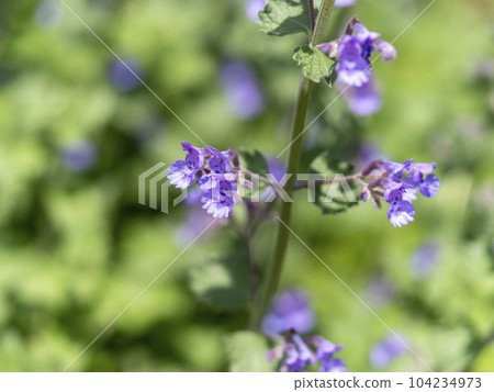 small purple oyster small purple oyster 104234973