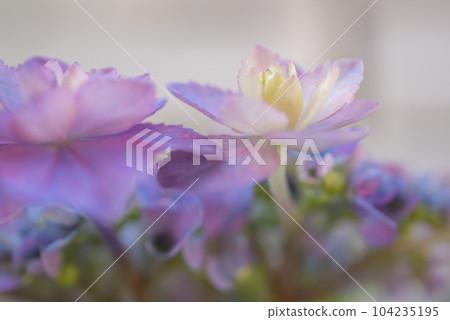 Beautiful purple hydrangea 'good morning' [early summer] [rainy season] 104235195