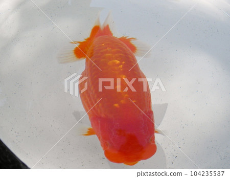 Goldfish   104235587