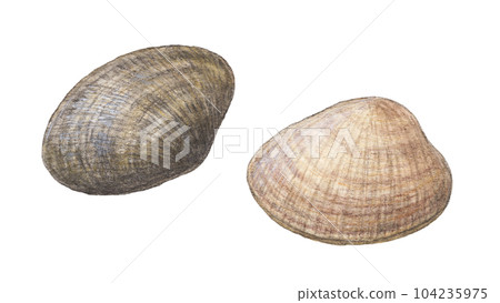 2 clams watercolor pencil illustration 2 clams watercolor pencil illustration 104235975
