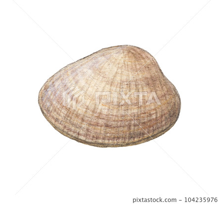1 clam watercolor pencil illustration 1 clam watercolor pencil illustration 104235976