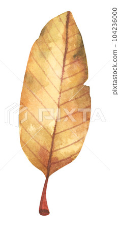 Watercolor painting of autumn leaf. Watercolor painting of autumn leaf. 104236000
