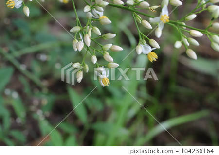 初夏花園裡盛開的白色南天竹花 104236164