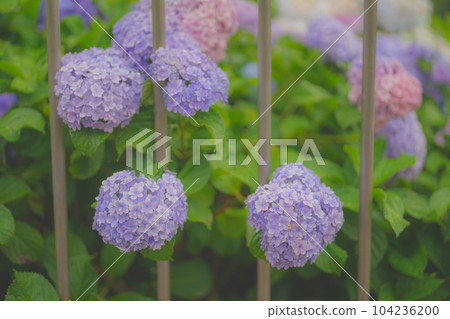 Hydrangea wet in the rain 104236200
