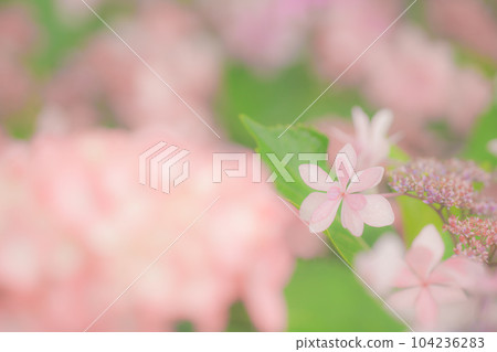 繡球花在雨中濕 繡球花在雨中濕 104236283