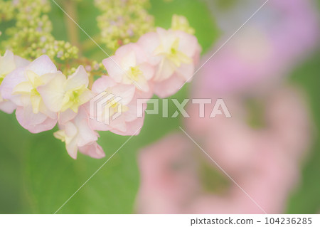 Hydrangea wet in the rain 104236285