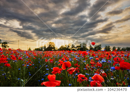 Red poppies in a poppies field. Remembrance or armistice day. 104236470