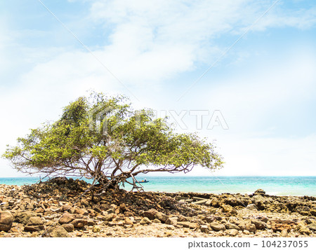 Tree Pemphis Acidula on Sea Summer Stone at Coast,Koh Larn Pattaya Island Thailand,Growth Plant Forest on Blue Ocean Shore Tropical with Sky Paradise,Seascape Nature,tourism Vacation Travel Holidays. Tree Pemphis Acidula on Sea Summer Stone at Coast,Koh Larn Pattaya Island Thailand,Growth Plant Forest on Blue Ocean Shore Tropical with Sky Paradise,Seascape Nature,tourism Vacation Travel Holidays. 104237055