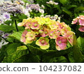 hydrangea   104237082