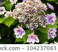 Hydrangea 2 104237083