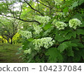 Hydrangea 3 104237084
