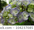 Hydrangea 4 104237085